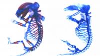 Two mouse x-rays side by side, one with more detail in red and blue, and one only in blue
