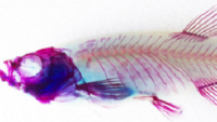 Zebrafish